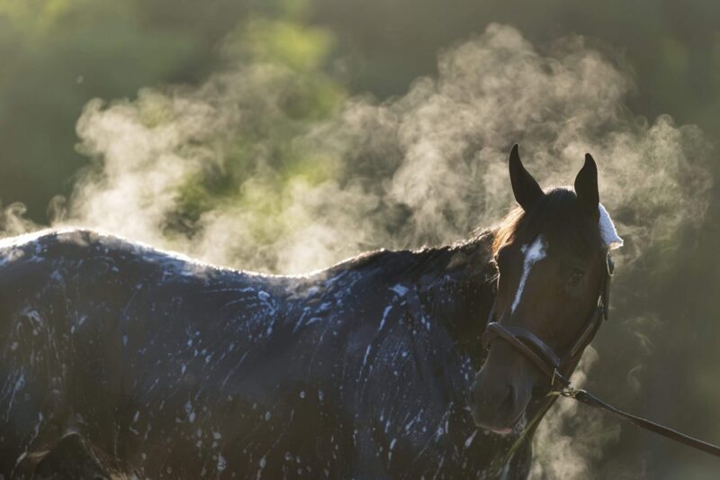 Como assistir 2026 Belmont Stakes: horário da postagem, programação da TV, cavalos no campo